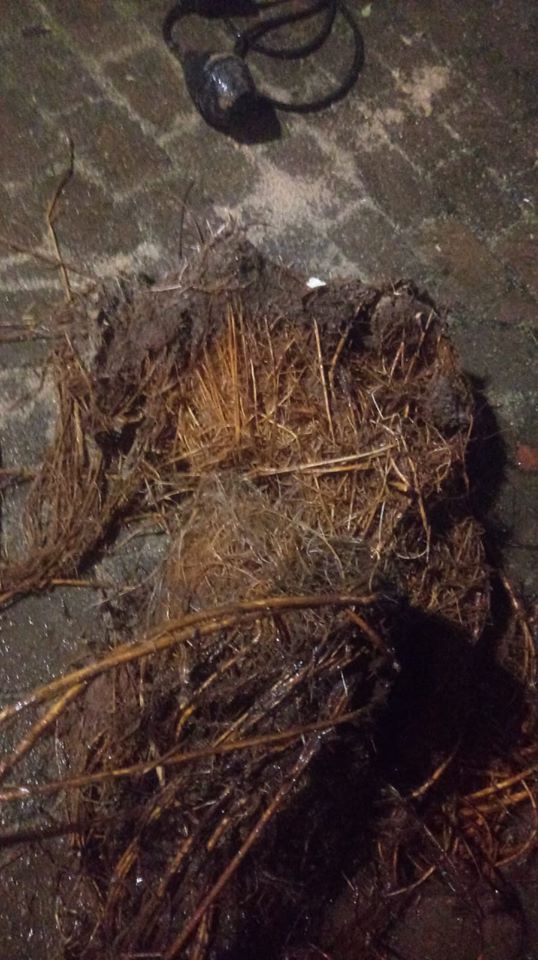 Roots in sewage pump station