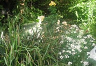 Beautiful flower bed covering area for septic tank conversion installation