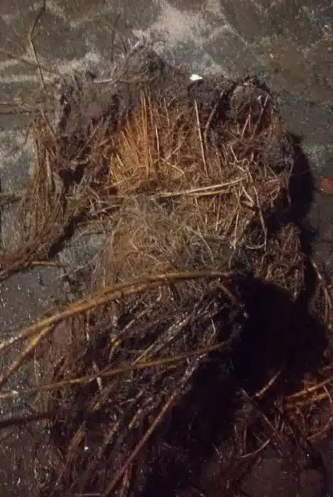 roots in sewage pump station drain unblocking