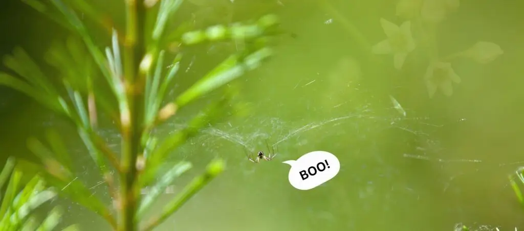 Spider balancing on a web saying BOO!