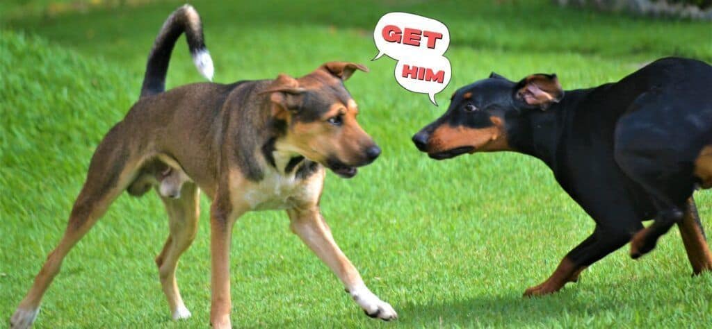 Two dogs with speech bubbles saying "Get Him"