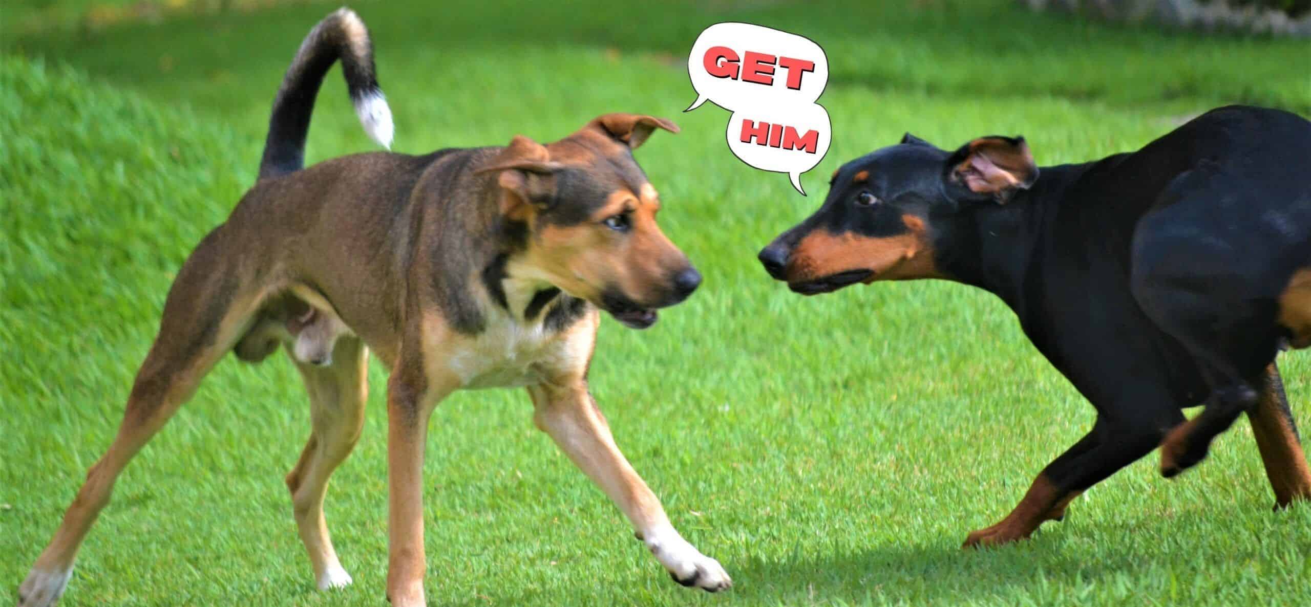 Two dogs with speech bubbles saying "Get Him"