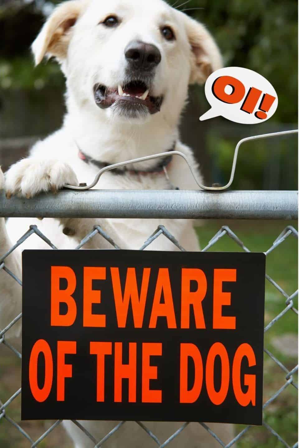 Dog jumping up a fence with "beware of the dog" sign hung on the front shouting OI!