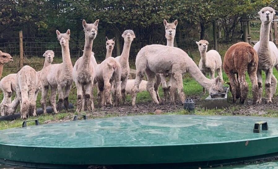 Alpacas gathering around to watch allerton engineers repair a large sewage treatment plant