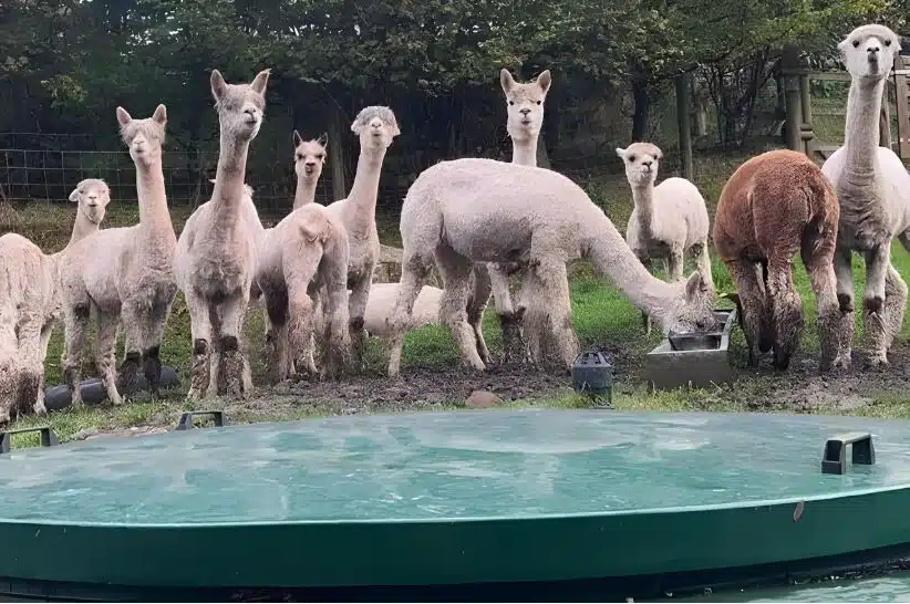 Allerton Sewage Treatment