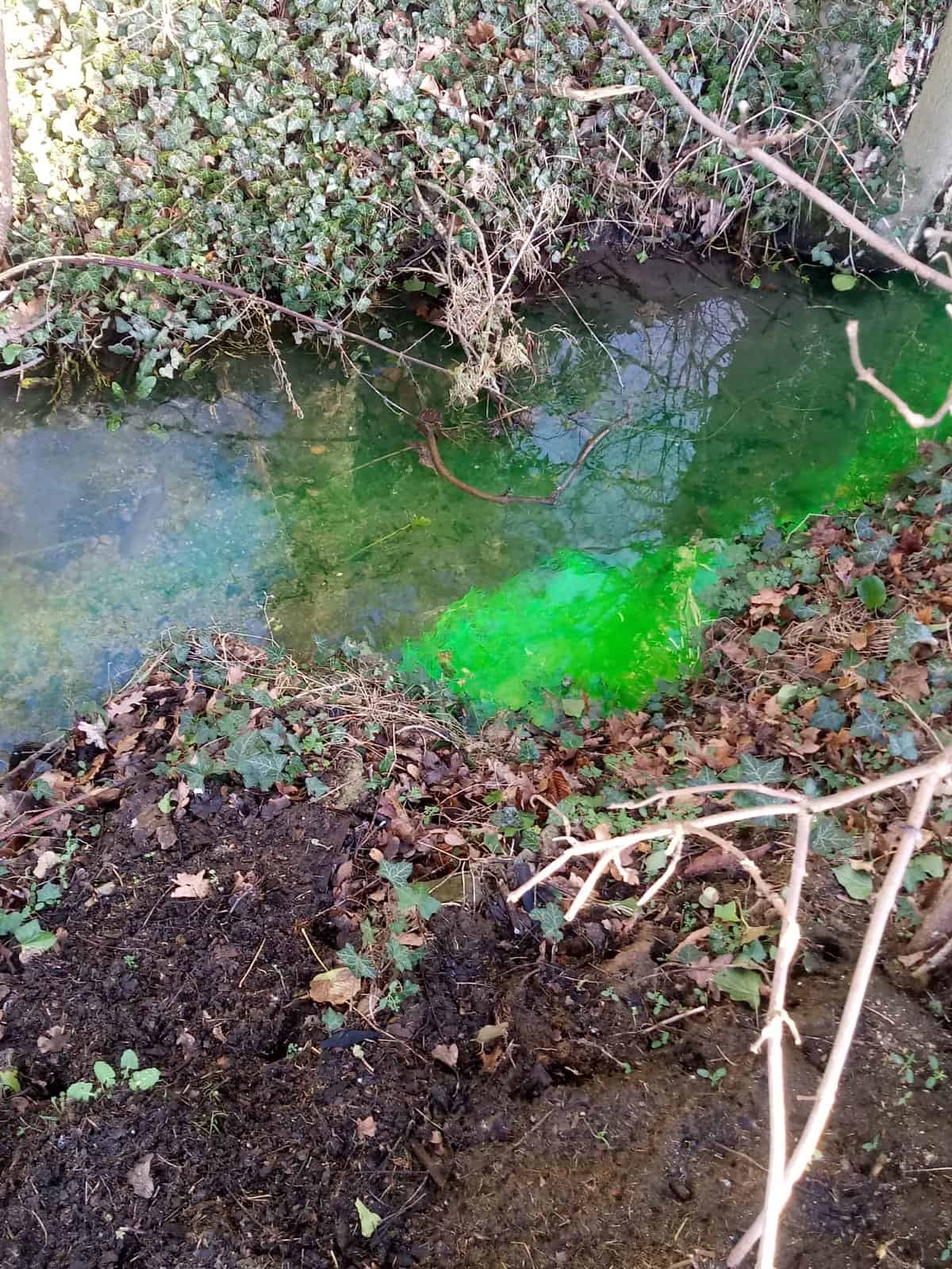 Septic Tank vegetable dye in discharge ditch. #3