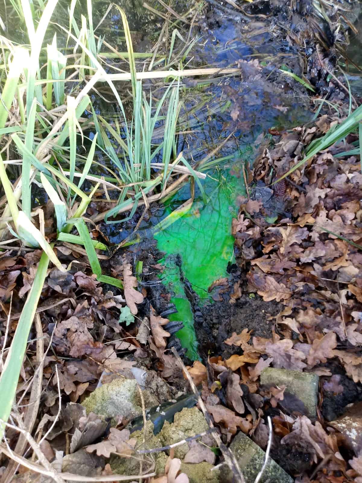 Septic Tank vegetable dye in discharge ditch. #1