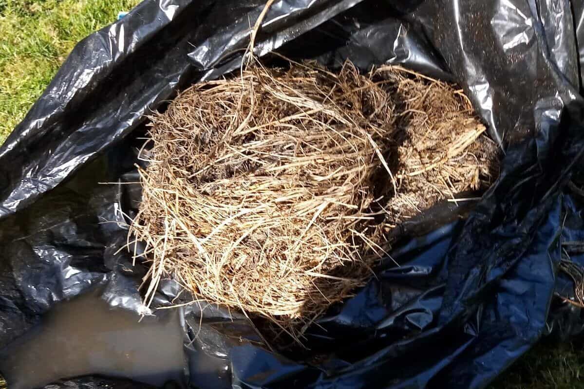 Bag of roots from septic tank unblocking - pump station repair