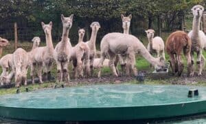 Alpacas watch a wpl sewage treatment plant repair