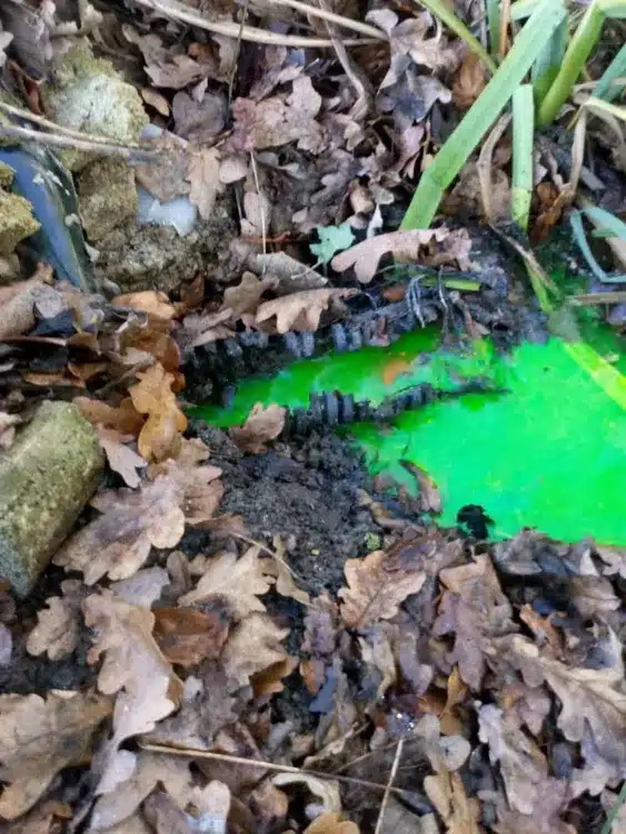 Septic tank discharging to ditch vegetable dye survey